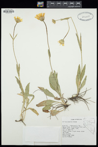 Arnica sororia image