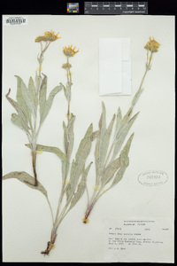 Arnica sororia image