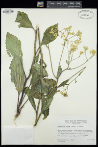 Arnoglossum ovatum image