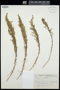 Artemisia abrotanum image