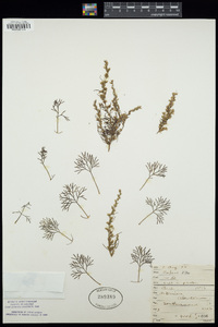 Artemisia abrotanum image