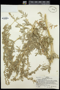 Artemisia absinthium image