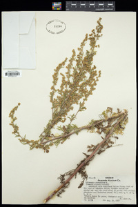 Artemisia absinthium image