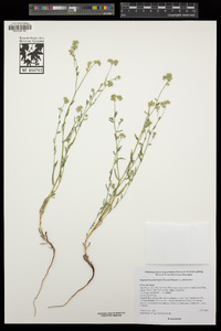 Cryptantha pterocarya image