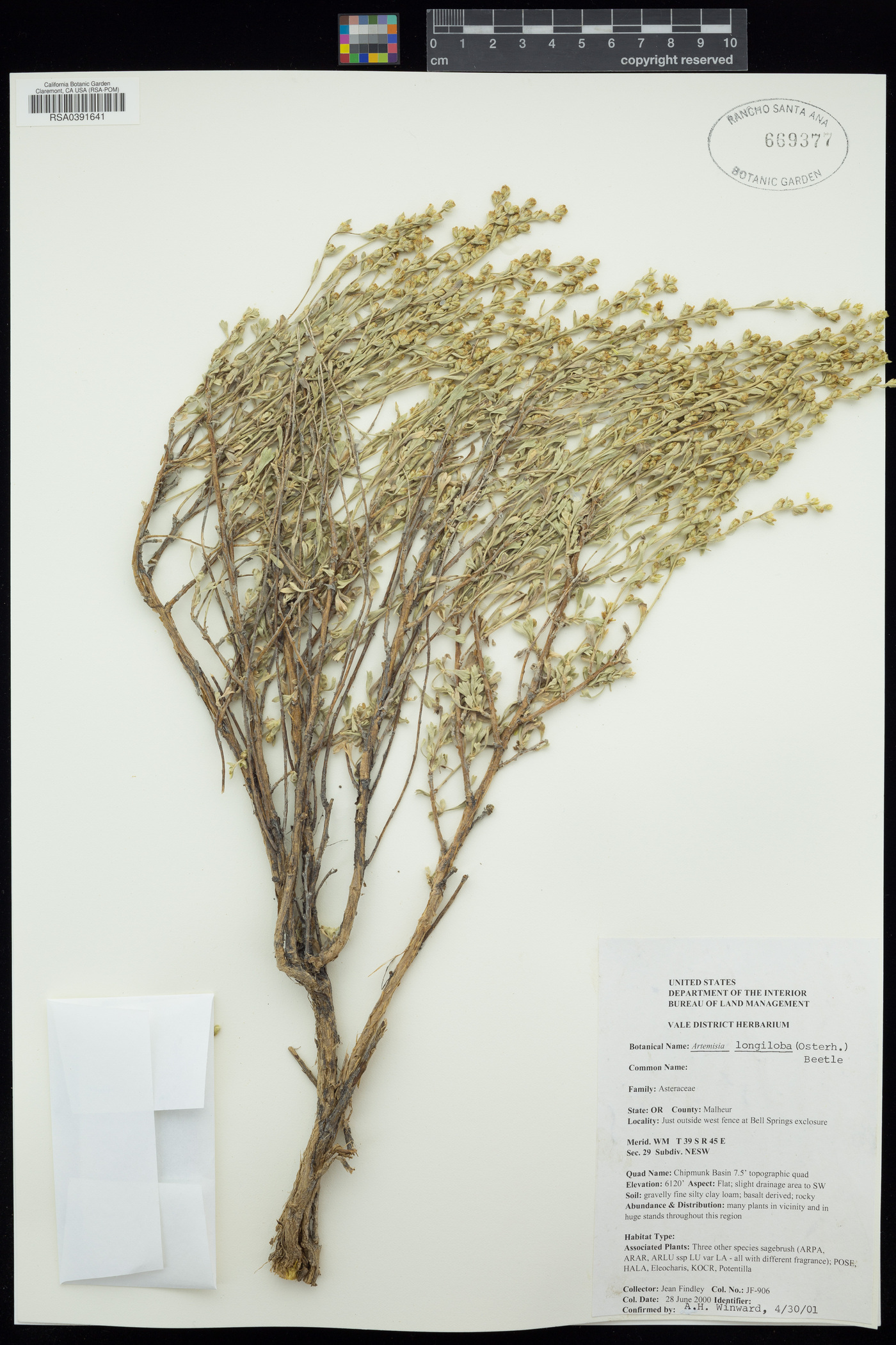 Artemisia longiloba image