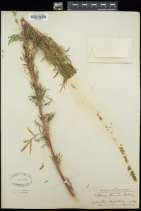 Artemisia biennis image