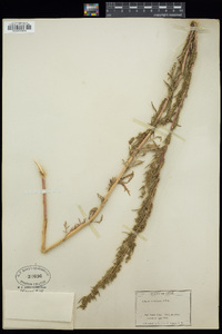 Artemisia biennis image