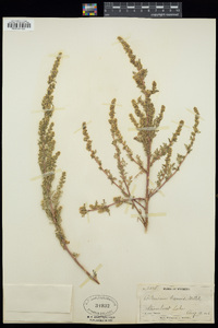 Artemisia biennis image