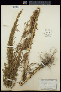 Artemisia biennis image