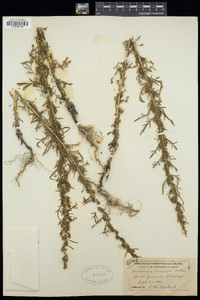 Artemisia biennis image