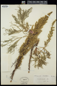 Artemisia campestris image