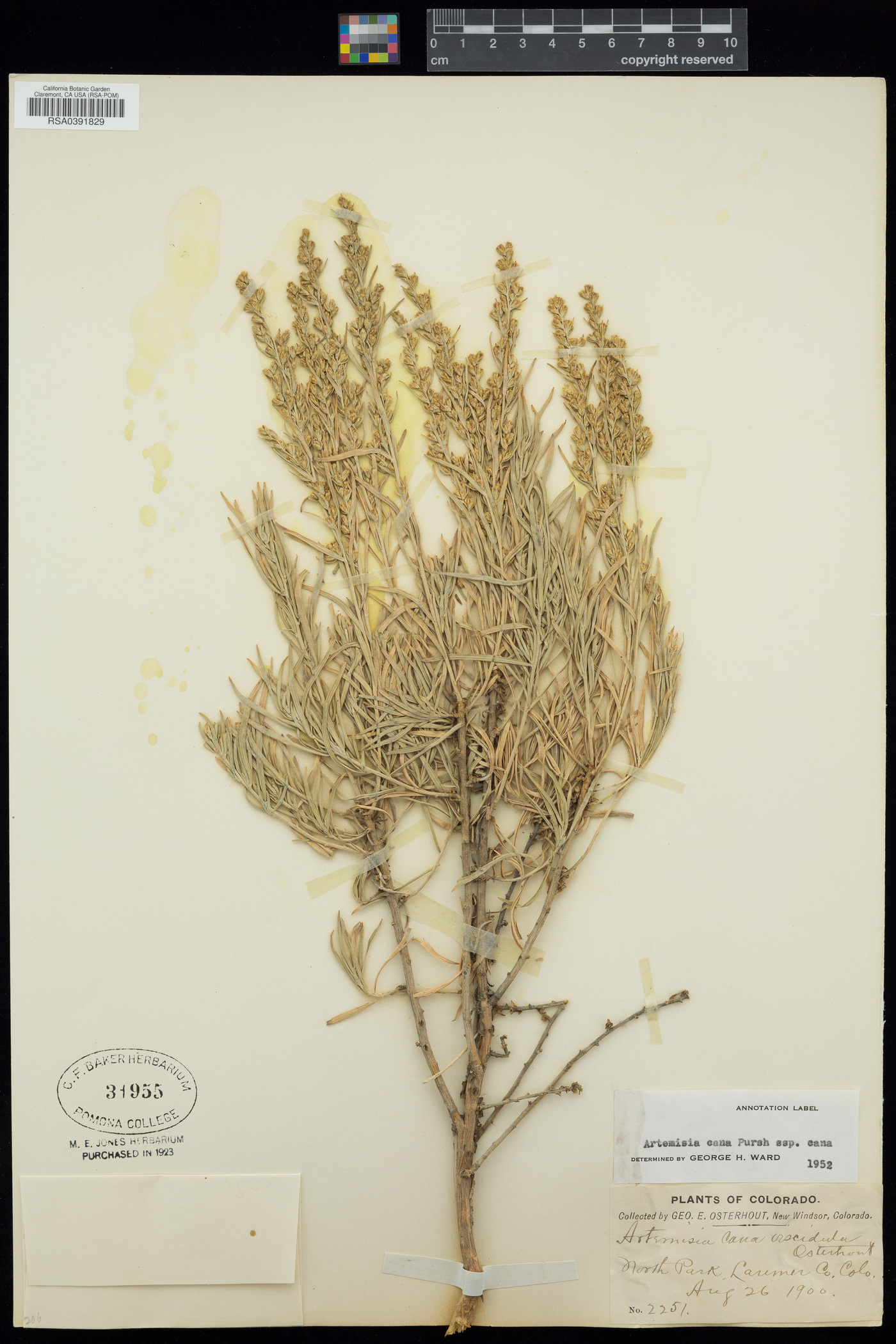 Artemisia cana subsp. cana image