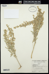 Artemisia cana image