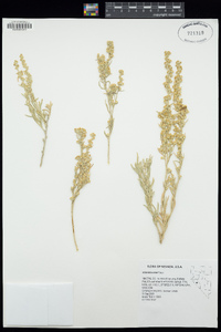 Artemisia cana image