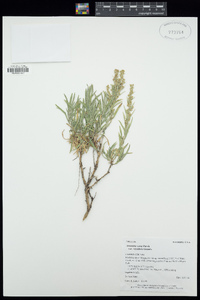 Artemisia cana image