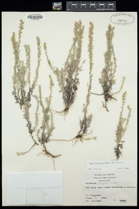 Artemisia carruthii image