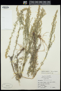 Artemisia carruthii image