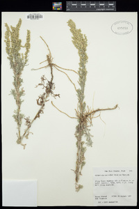 Artemisia carruthii image