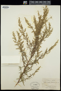 Artemisia dracunculus image