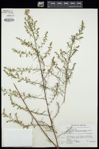 Artemisia dracunculus image