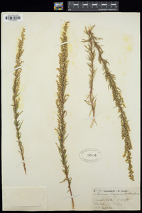 Artemisia dracunculus image