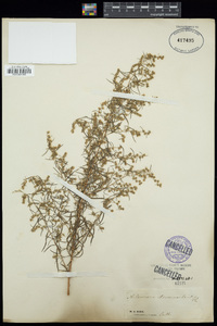 Artemisia dracunculus image