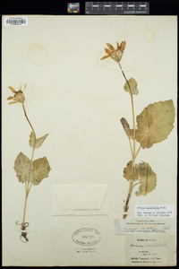 Arnica cordifolia image