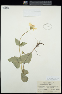 Arnica cordifolia image