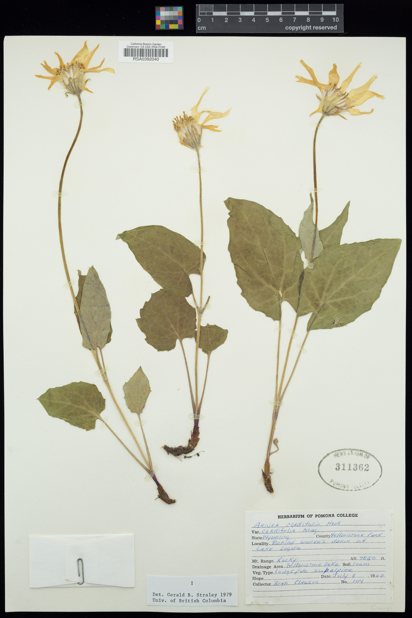 Arnica cordifolia var. cordifolia image