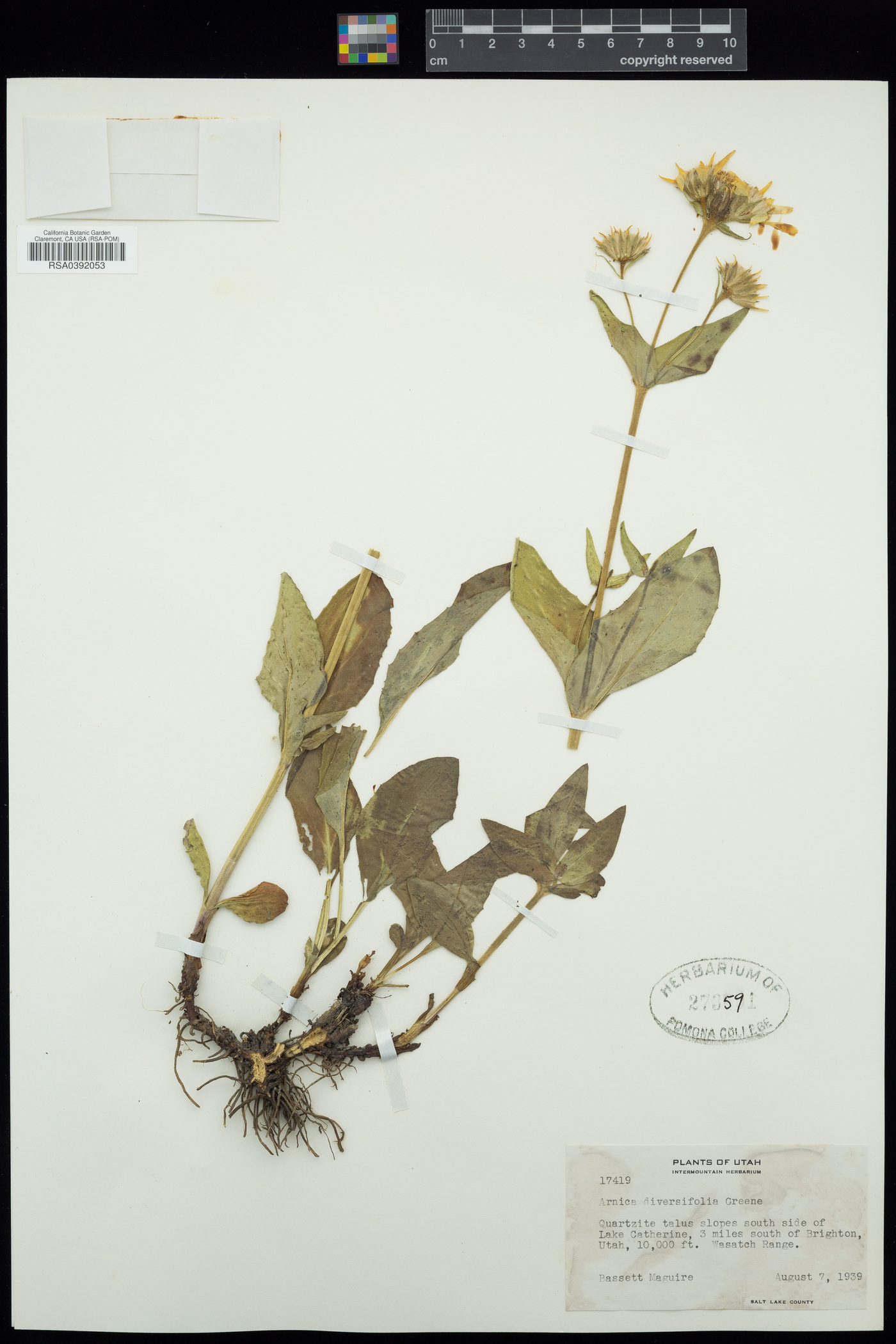 Arnica diversifolia image