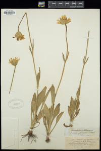 Arnica fulgens image