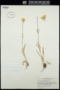 Arnica fulgens image