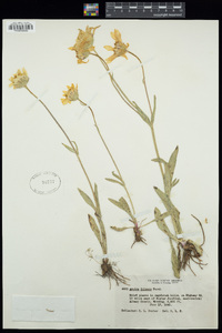 Arnica fulgens image