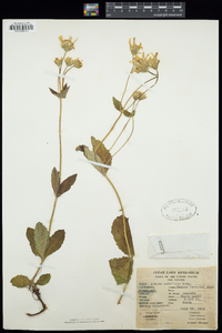 Arnica latifolia image