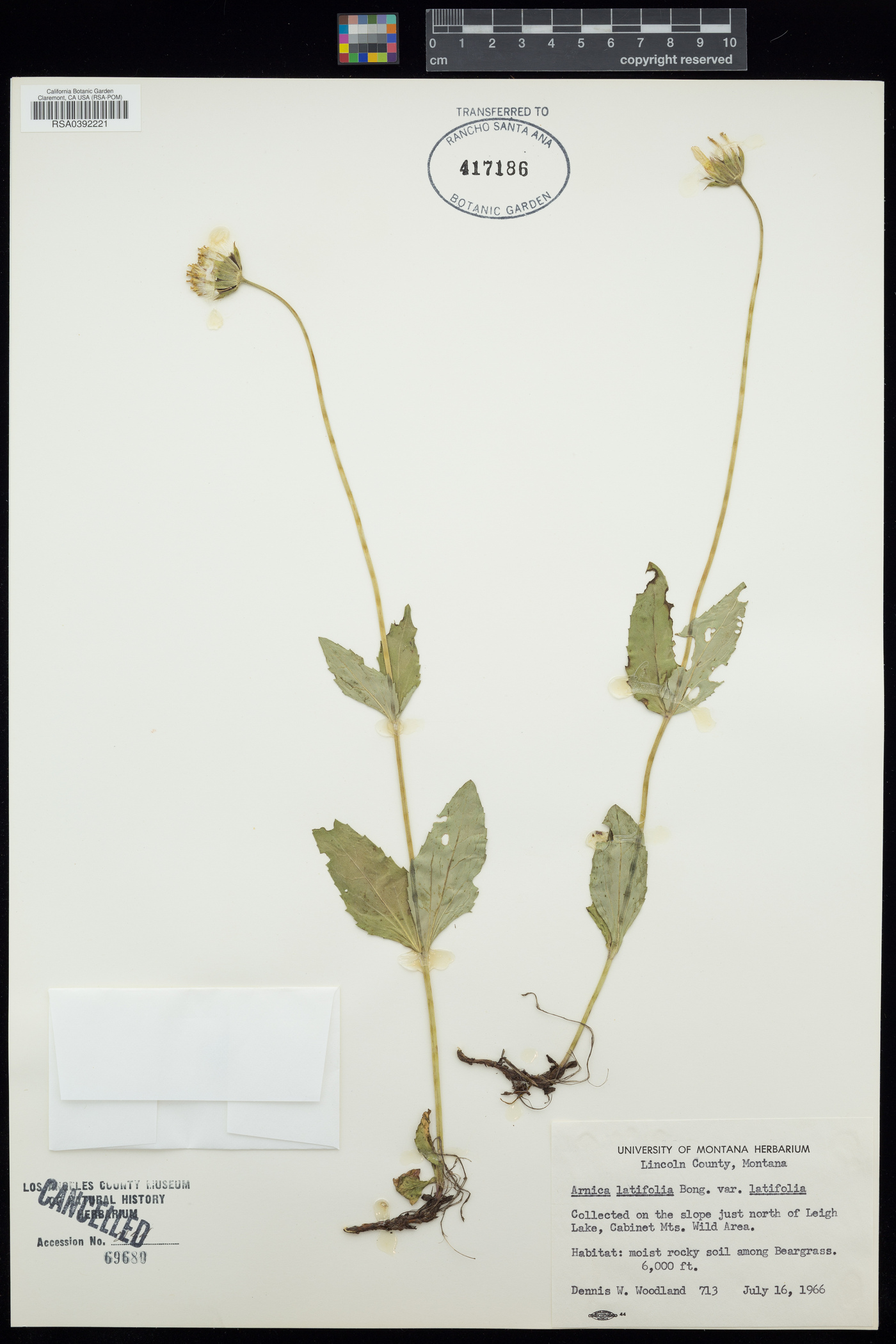 Arnica latifolia var. latifolia image