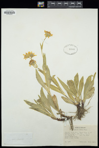 Arnica mollis image