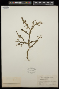 Dendrophthora opuntioides image