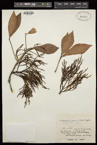 Korthalsella japonica image