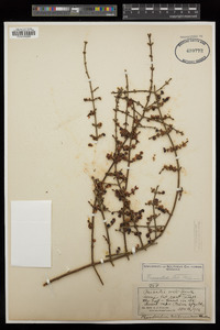 Phoradendron californicum image