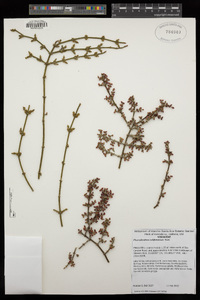 Phoradendron californicum image