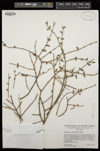 Phoradendron californicum image