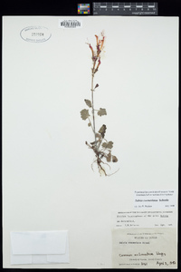 Salvia roemeriana image