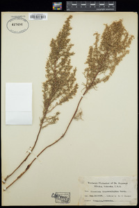 Artemisia dracunculus image