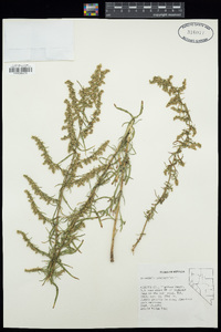 Artemisia dracunculus image