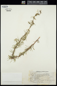 Artemisia dracunculus image