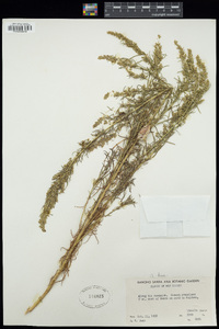 Artemisia dracunculus image