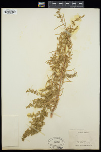 Artemisia dracunculus image