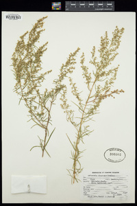 Artemisia dracunculus image