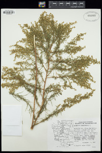 Artemisia dracunculus image