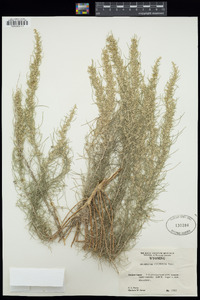 Artemisia filifolia image